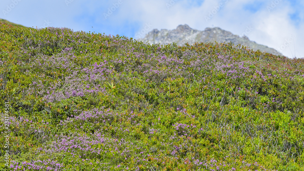 Fiori viola che spuntano in alta montagna durante l'estate