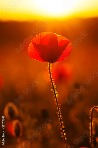 Fototapeta Naklejka Na Ścianę i Meble -  poppy