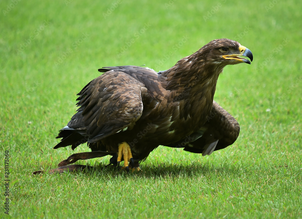 Fototapeta premium aguila real