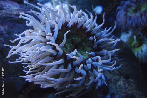 Fototapeta Naklejka Na Ścianę i Meble -  coral reef with colorful big soft corals