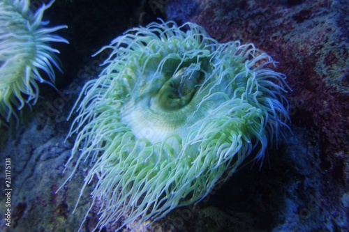 Fototapeta Naklejka Na Ścianę i Meble -  coral reef with colorful big soft corals