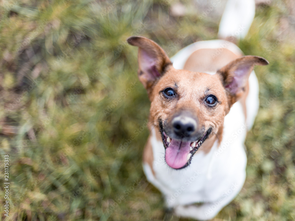 Happy jack russel Happy jack russel