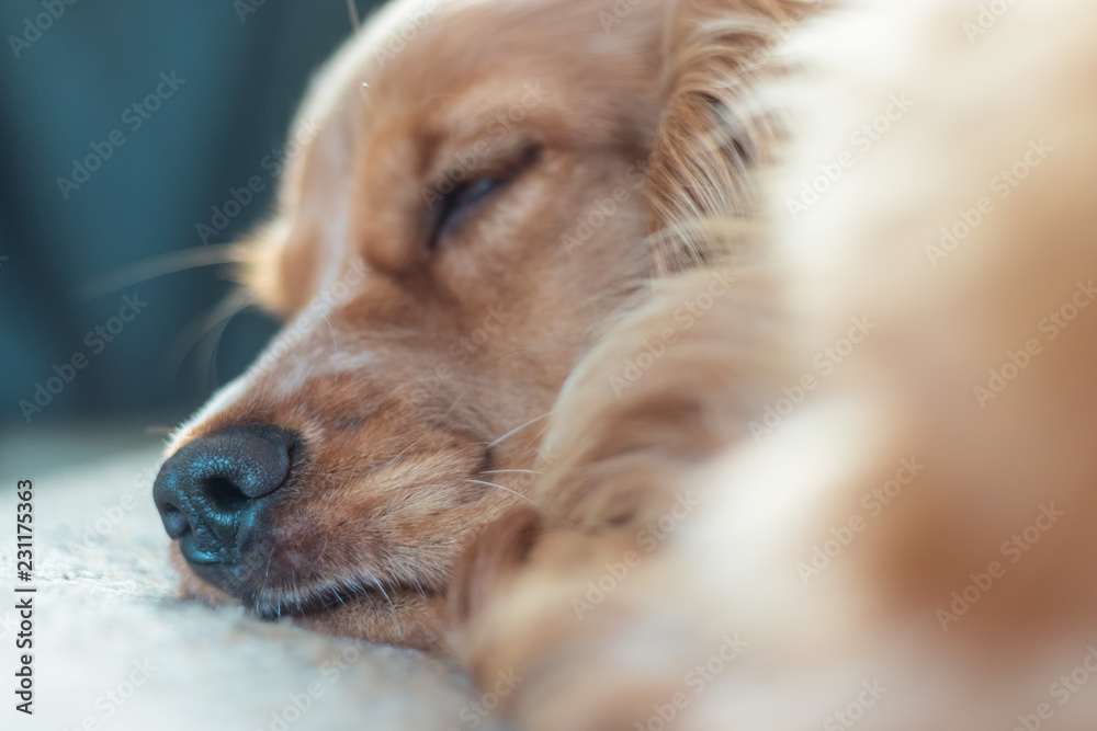 Beautiful Cute Golden Brown Cocker Spaniel Dog Puppy 