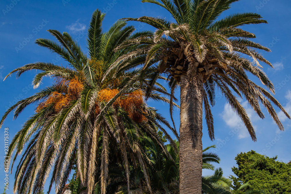 Tops of palm trees with fruits against a blue sky Tops of palm trees with fruits against a blue sky