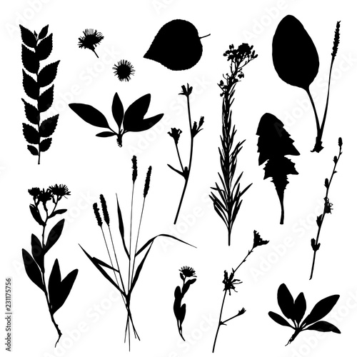 Vector set of leaves silhouette