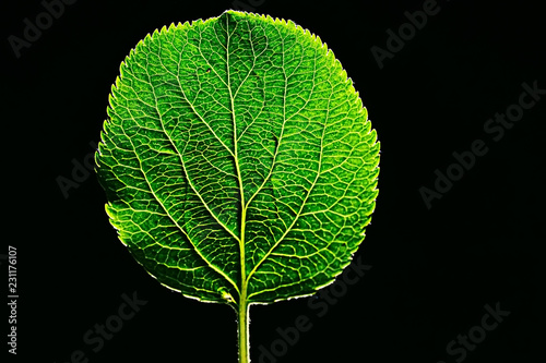 texture marco green leaf / fresh spring background green nature leaf tree structure
