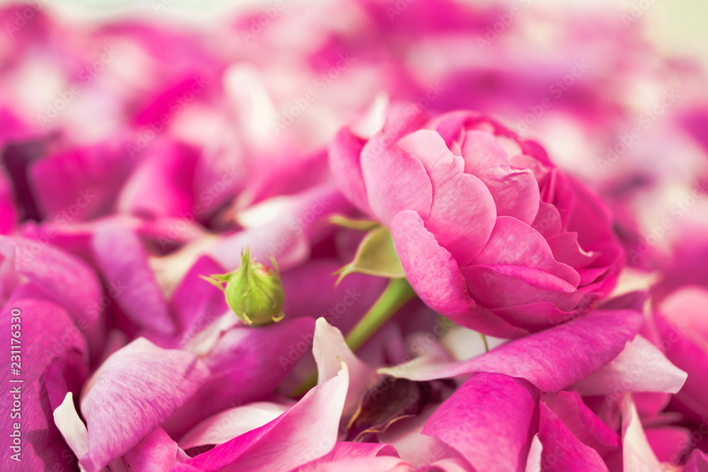 Roses and petals background. Roses and petals scattered on white  background, overhead view