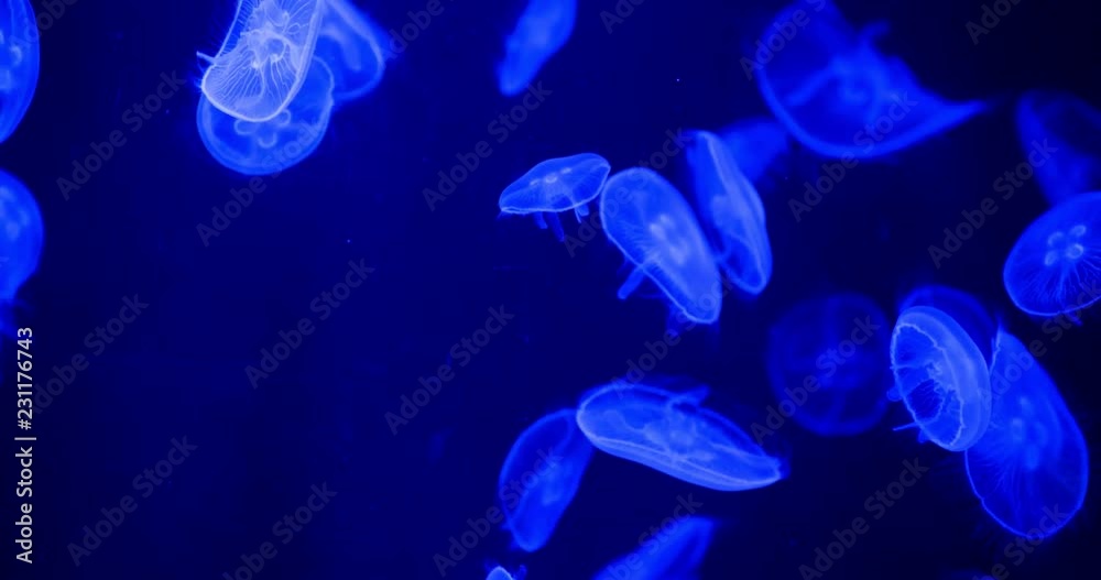 Jelly fish in water tank Jelly fish in water tank