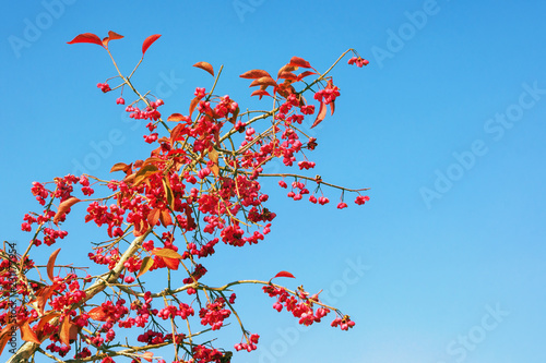 Autumn.  Ornamental branch with bright red leaves and fruits against blue sky on sunny day.   European spindle ( Euonymus europaeus ) . Free space for text