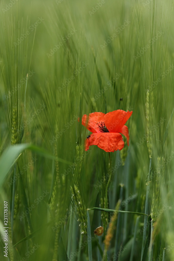 Obraz premium poppy_2