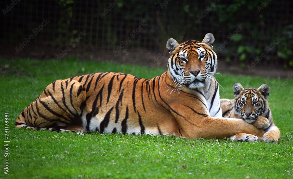Fototapeta premium tiger of bengala