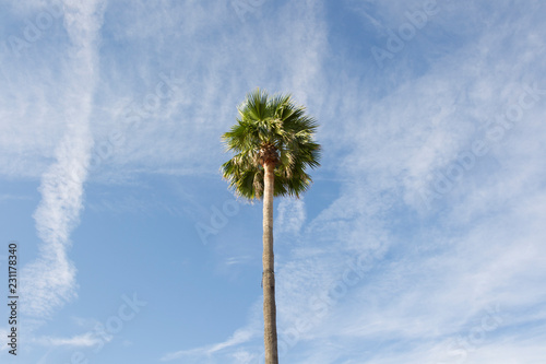 Top of a palm tree in front of a summery blue sky with small clouds © were