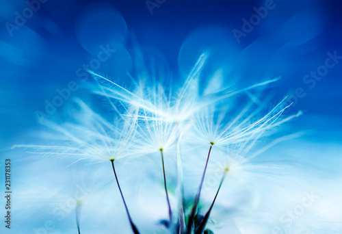 Fototapeta Naklejka Na Ścianę i Meble -  Dandelion abstract background. Shallow depth of field.