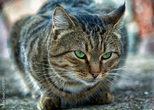 cat with green eyes © Vladimir