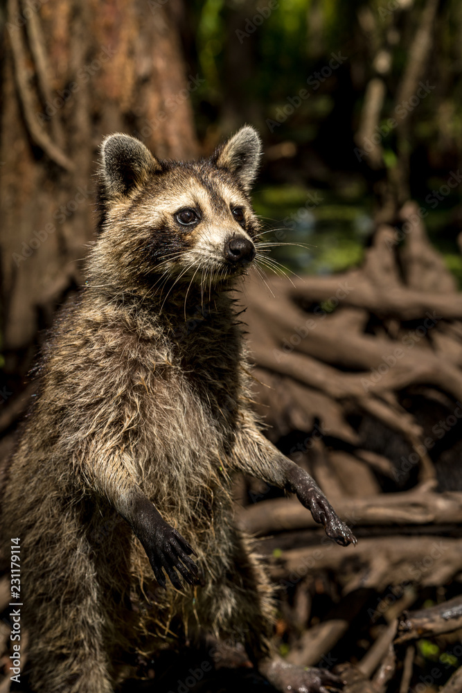 Racoon in the swamps near New Orleans, Louisiana Racoon in the swamps near New Orleans, Louisiana