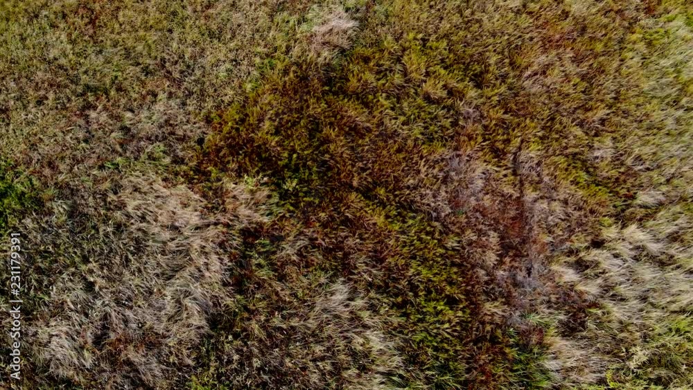 Top view on the wetlands swamp. Top view on the wetlands swamp.