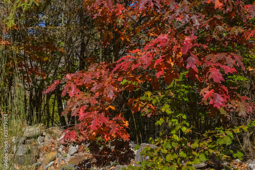 Albero con foglie rosse durante il mese di ottobre