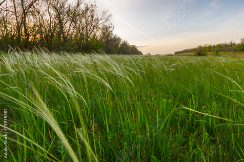 The meadow with feather grass near the forest in the dusk time