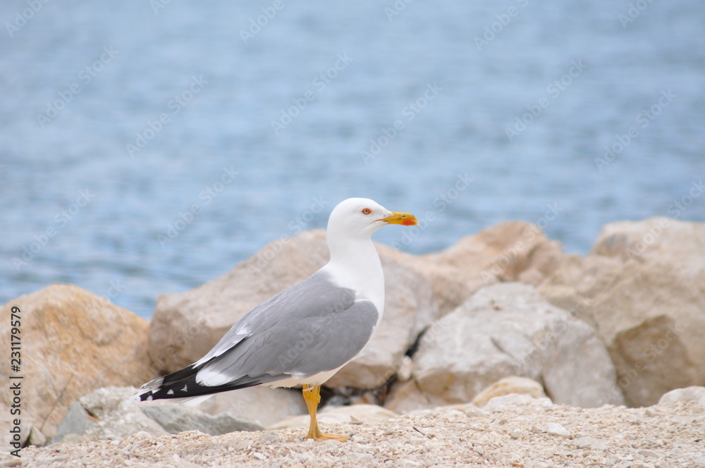 Obraz premium möve am strand
