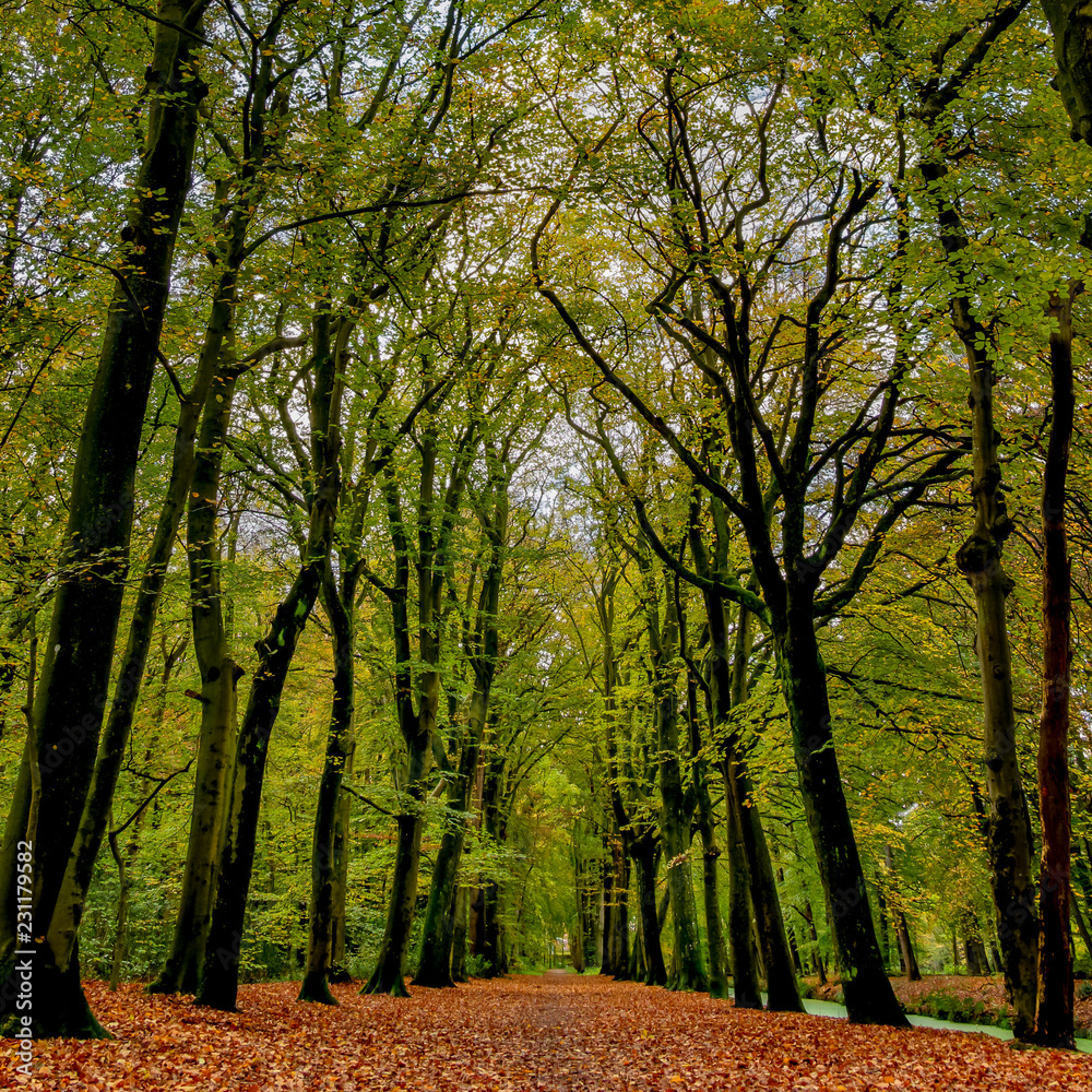 Fototapeta premium Autumn forest landscape scene rich in color