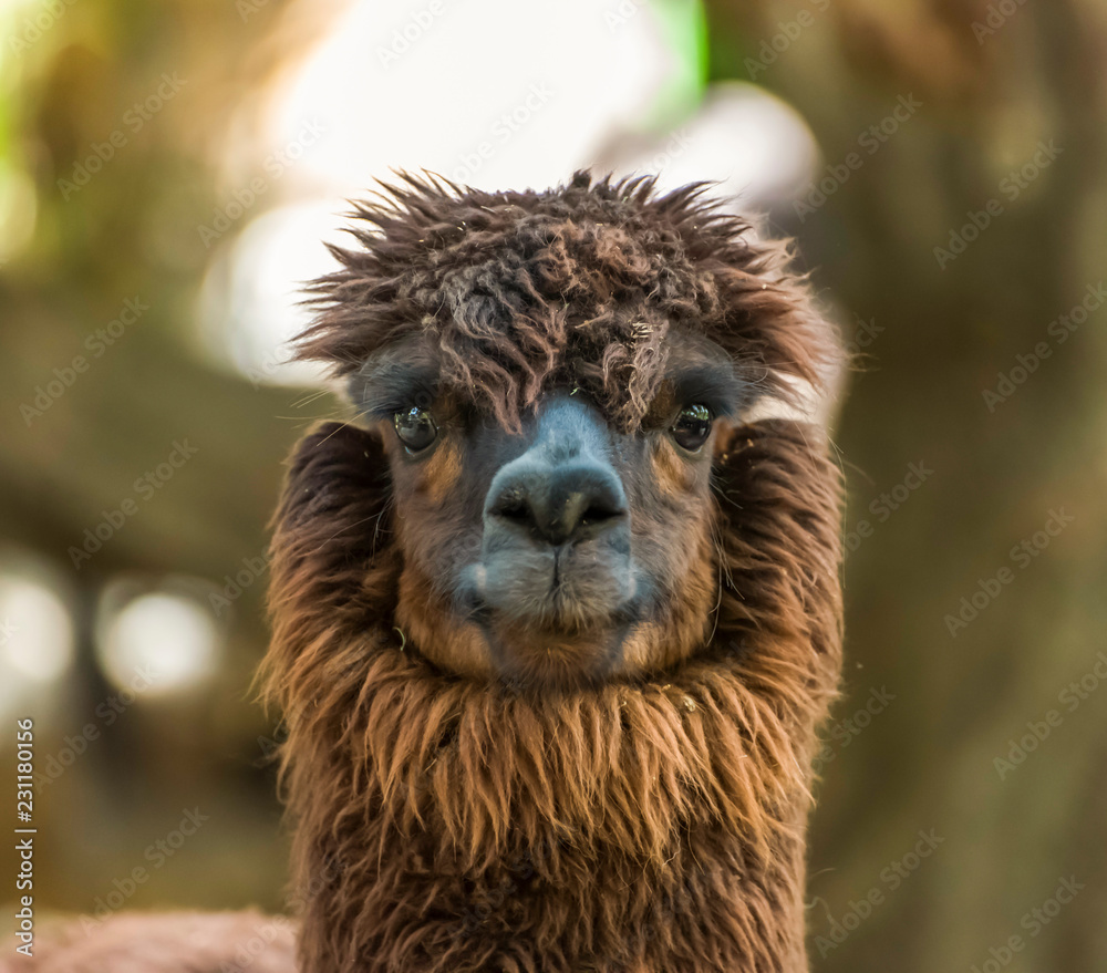 Close up of red brown cute ALPACA face with eye staring