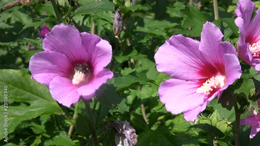 Bees on Hibiscus Flowers Bees on Hibiscus Flowers