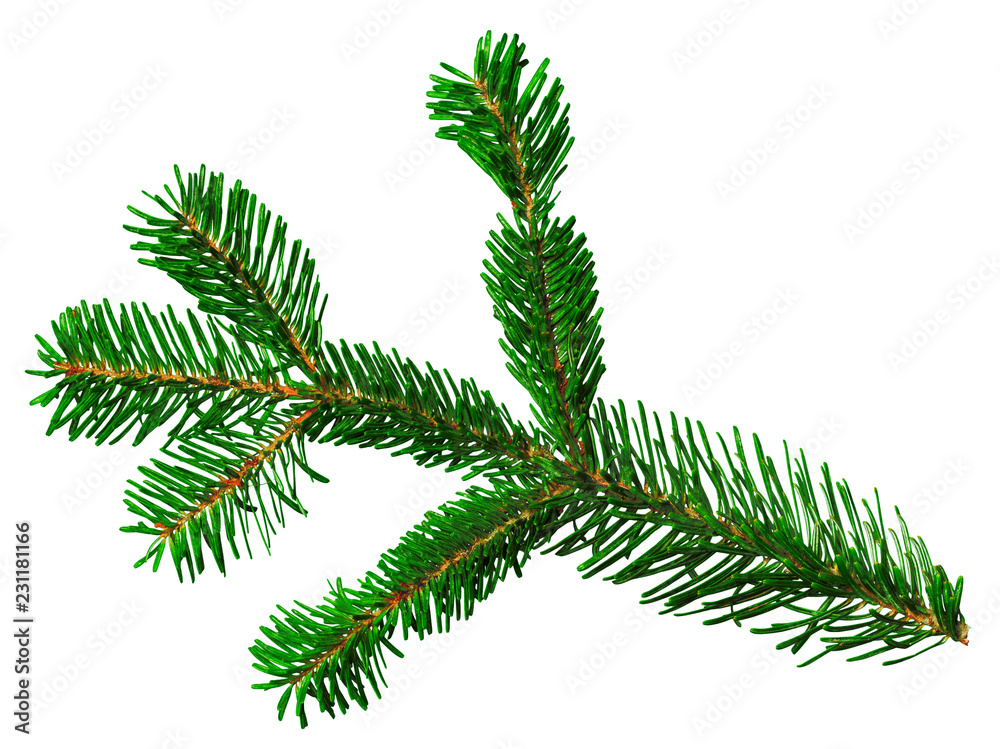 Fir branch isolated on white background Fir branch isolated on white background