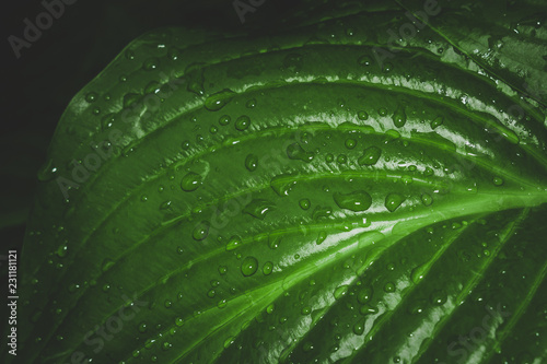 water drops on green leaf macro photo
