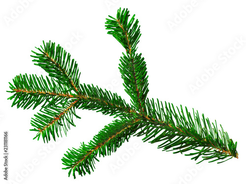 Fir branch isolated on white background