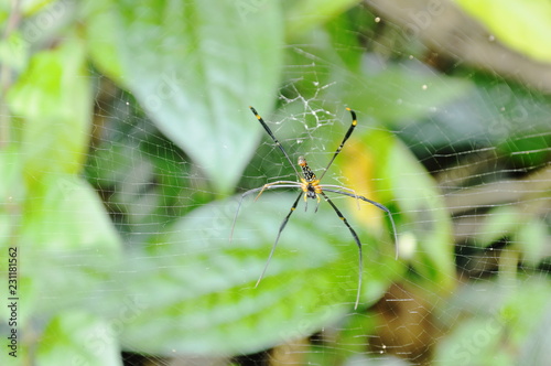 batik golden spider crawling on net waiting for victims in forest