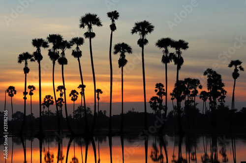 Colorful sunrise landscape with silhouettes of sugar palm trees on the rice field.