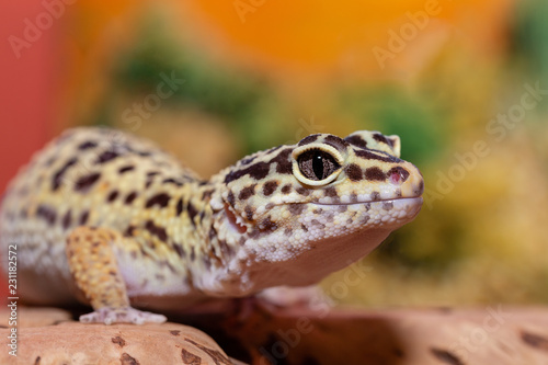 lizard on a rock