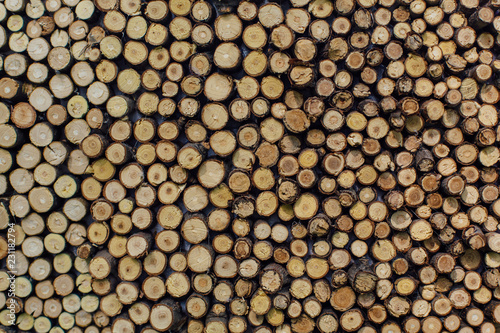 Wooden stumps close up. Small pine wooden circles pattern.