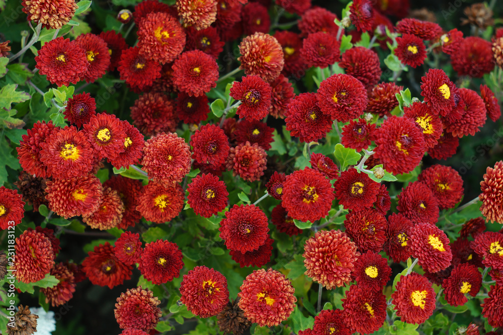 Small flowers of red and yellow chrysanthemum