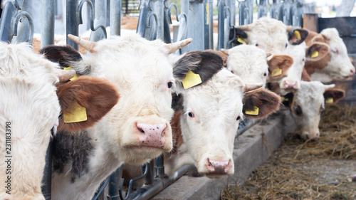 Hofeigenen Bio Kalb nachzucht, Kuh, Kälber, draußen