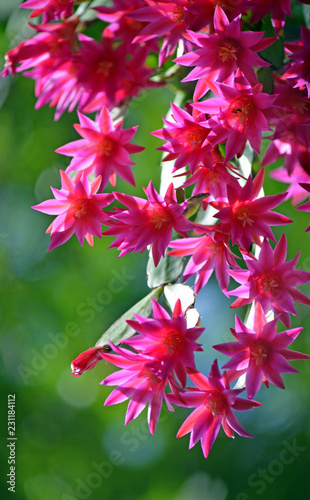 Back lit pink Zygocactus flowers of Hatiora gaertneri. Also known as the crab cactus, Christmas cactus, Thanksgiving cactus and easter cactus photo