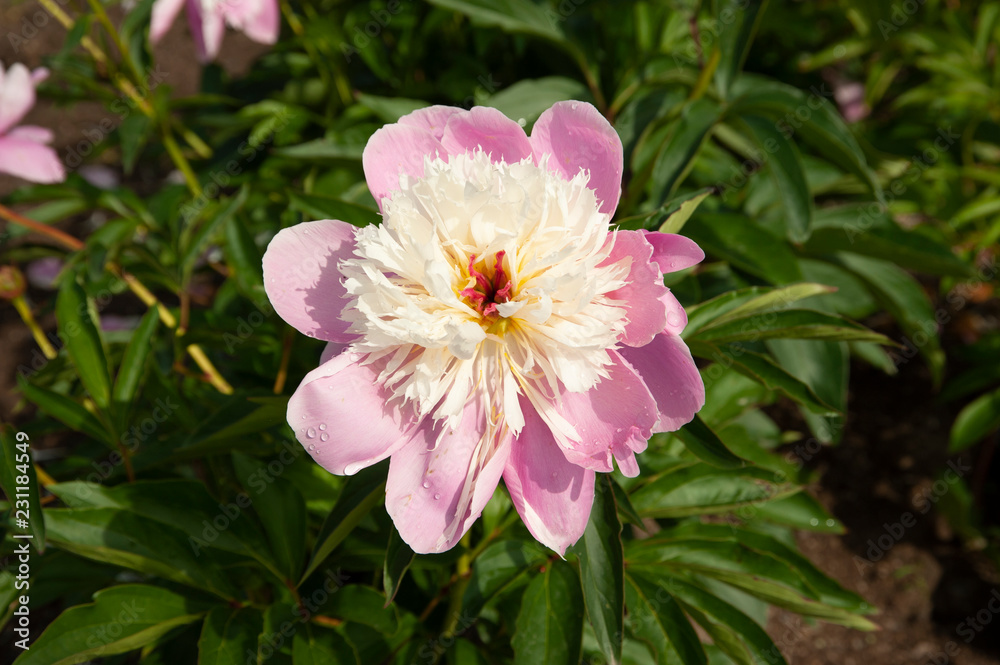 Pivoine Pivoine