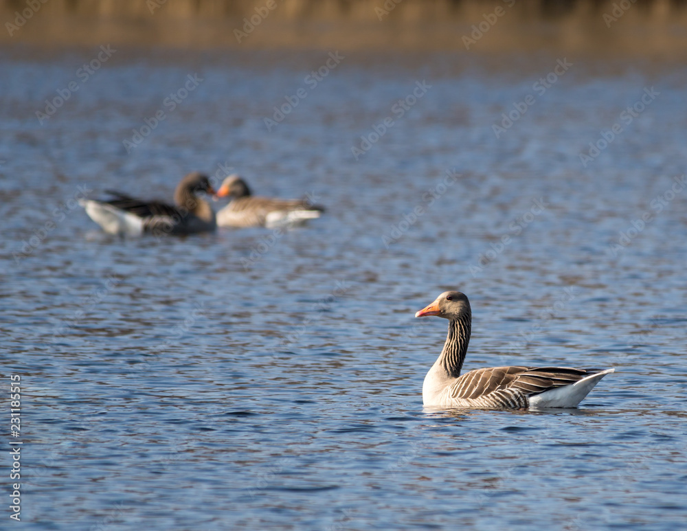 Duck on a lake