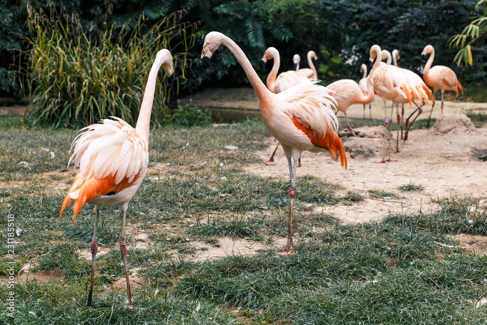 Flamingo at Zoo Flamingo at Zoo