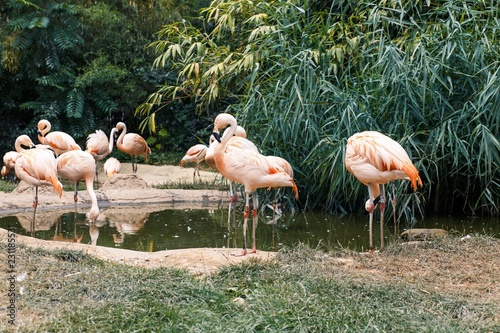 Flamingo at Zoo