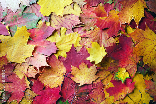 Colorful autumn maple leaves background. Red and yellow fall foliage. Flat lay.