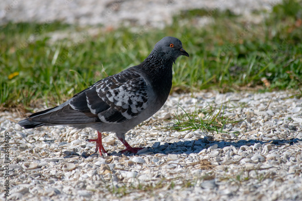 Fototapeta premium pigeon on grass at beach