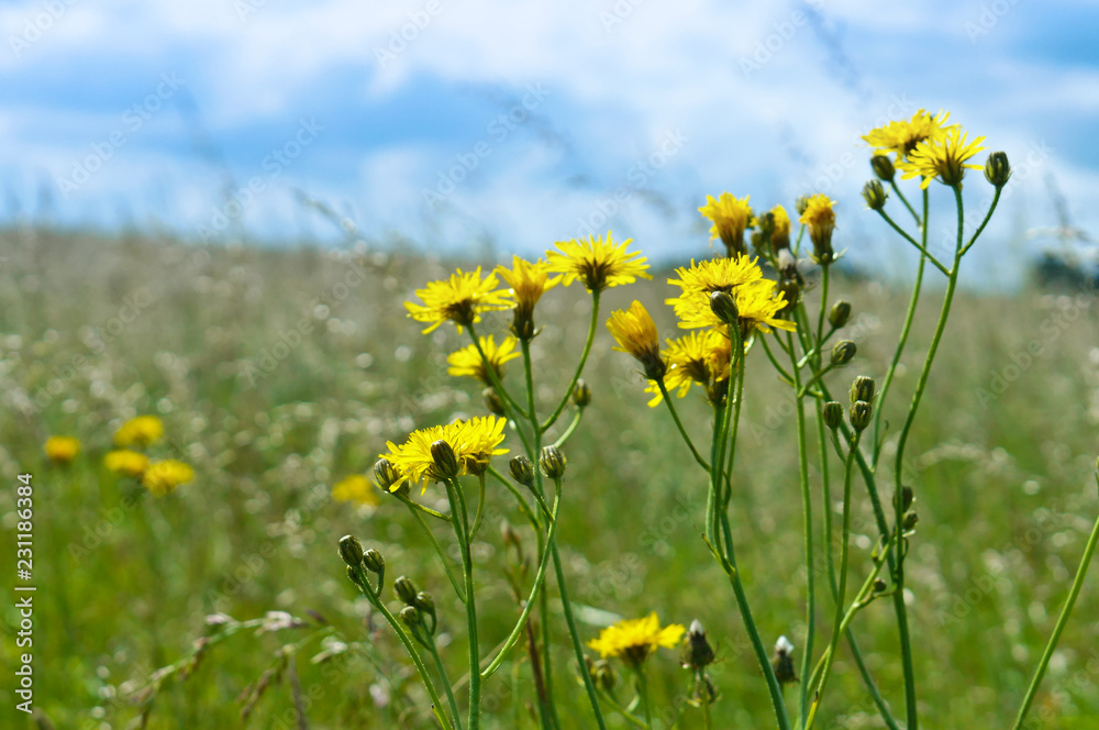 Meadow grass and flowers. Wild flowers, chamomile, summer. Grass and flowers in the field.
