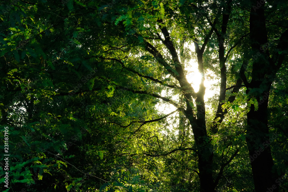 Obraz premium sun in the forest