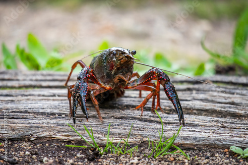 Fototapeta Naklejka Na Ścianę i Meble -  Procambarus clarkii, red swamp crayfish, Louisiana crayfish