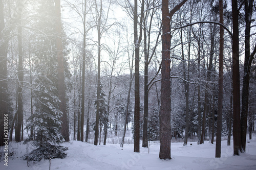Winter landscape, beautiful snowy scene in the forest