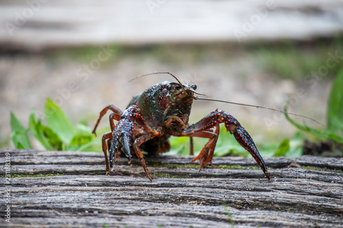 Procambarus clarkii, red swamp crayfish, Louisiana crayfish
