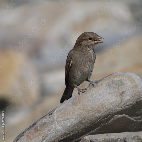 Sparrow on a stone © Aleksandra