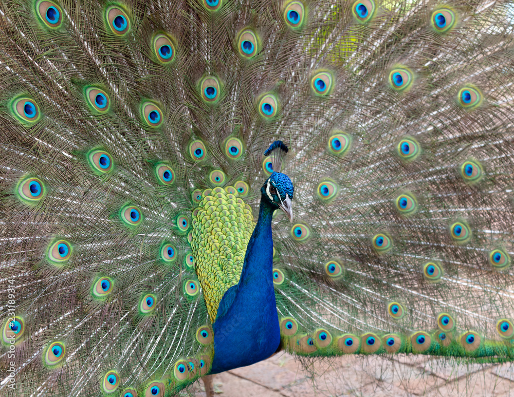 Obraz premium peacock with feathers out