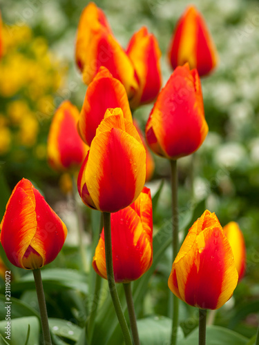 La tulipe botanique 'Emperor' (Tulipa emperor) aux grosses et hautes fleurs aux couleurs rouge orangé et jaune.